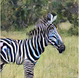 zebra