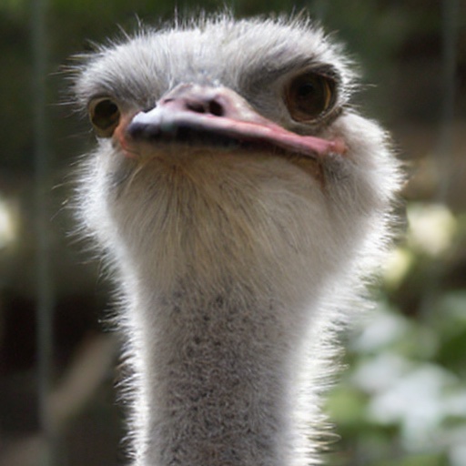TEM sample, ImageNet 512&times;512: ostrich