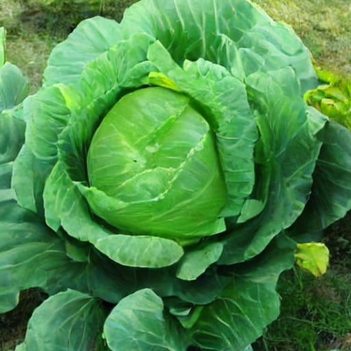 TEM sample, ImageNet 512&times;512: head cabbage