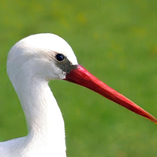 TEM sample, ImageNet 512&times;512: white stork